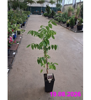Wisteria frutescens 'Longwood Purple' RP 1,6 L